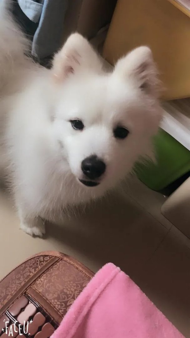 萨摩耶太蠢了