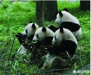大熊猫居然起源于欧洲?这个考古发现是不是在扯?