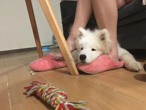 萨摩耶太蠢了