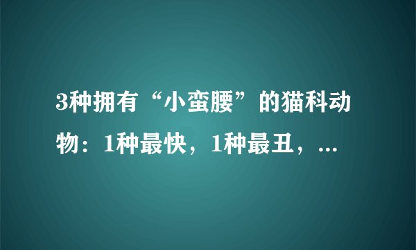 3种拥有“小蛮腰”的猫科动物：1种最快，1种最丑，1种最高挑