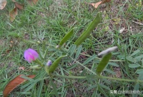 野豌豆到底有没有毒,能不能当菜吃,有吃过的朋友吗?怎么吃比较好?