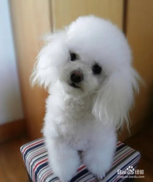 贵宾狗怎么养