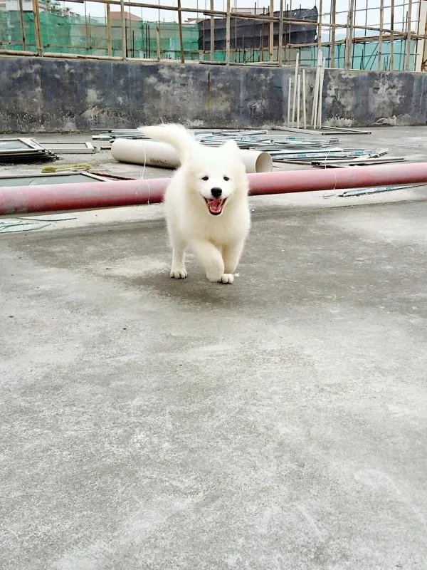 萨摩耶太蠢了