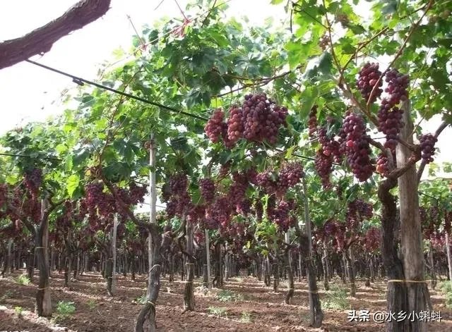 休闲农庄如何变身农业旅游景区?