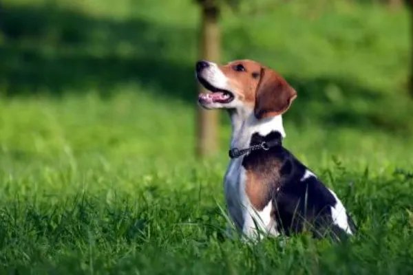 比格犬吃什么