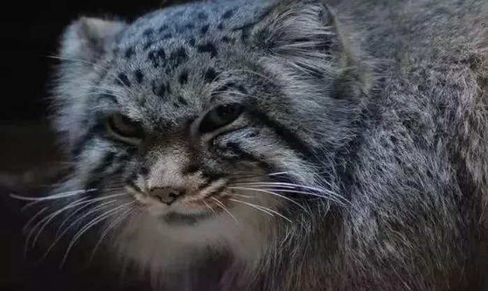什么动物和猫长得像