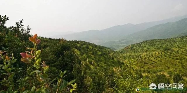 邵阳人基本只找邵阳人结婚,你知道为什么吗?