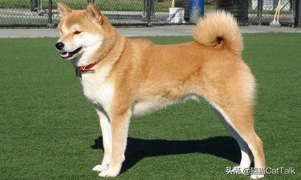 秋田犬价格为什么那么昂贵?