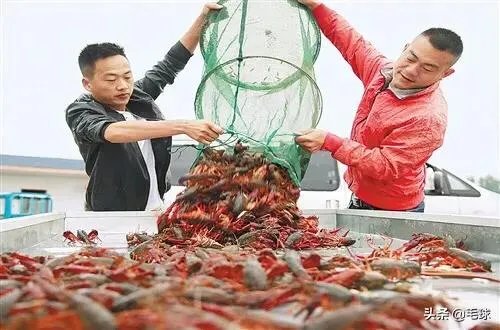 养殖户们连叫亏本,消费者们又大呼吃不起,小龙虾困境如何破解?
