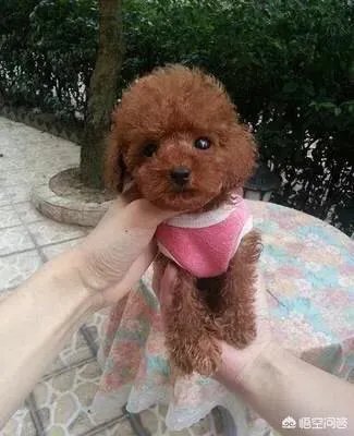 茶杯犬长不大吗?