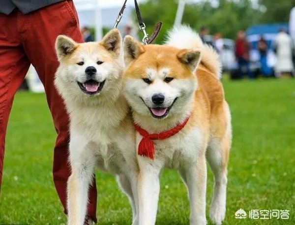 秋田犬价格为什么那么昂贵?