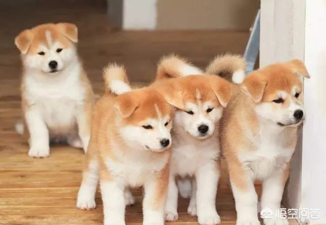 秋田犬价格为什么那么昂贵?