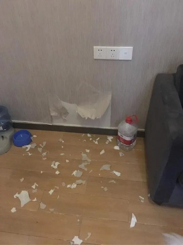 萨摩耶太蠢了
