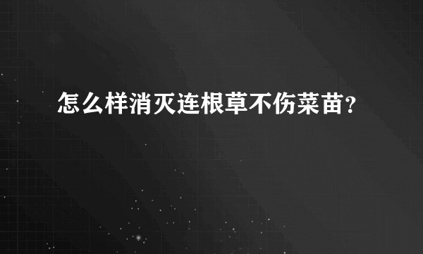 怎么样消灭连根草不伤菜苗？