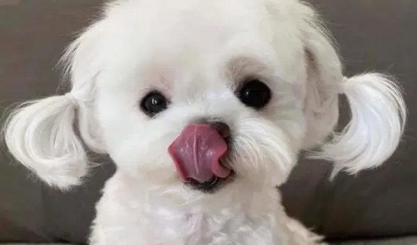 世界十大名犬排名图片