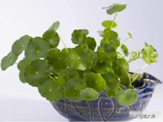 在水里养的花有哪些几种适合在水里养的花?