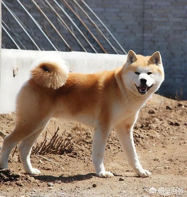 秋田犬价格为什么那么昂贵?