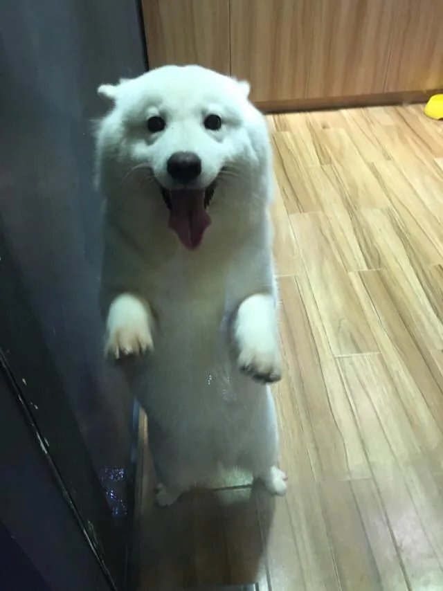 萨摩耶太蠢了