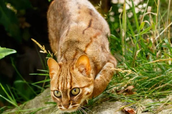 什么动物和猫长得像