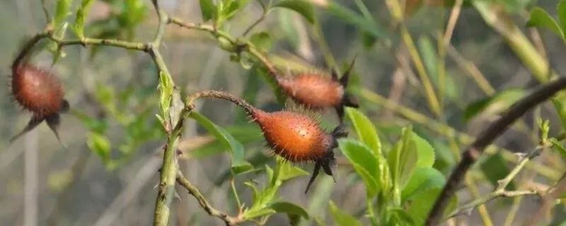淘宝如何刷钻