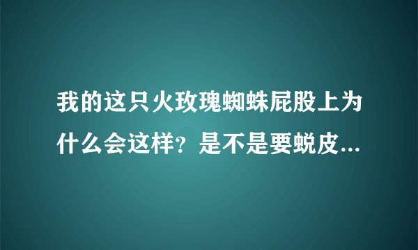 我的这只火玫瑰蜘蛛屁股上为什么会这样？是不是要蜕皮了还是生病了？请各位帮忙看看，怪心疼的