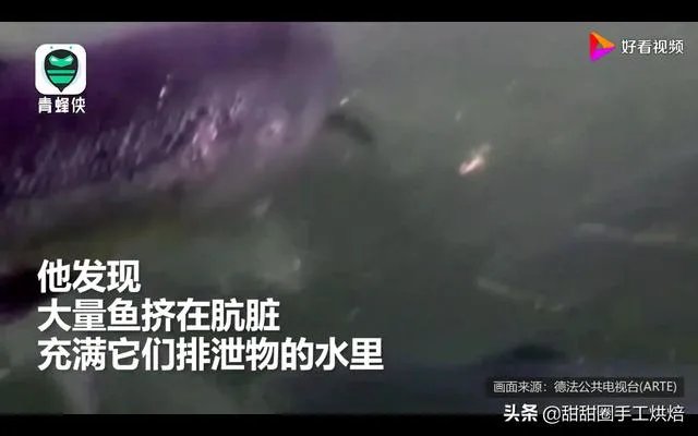 各地纷纷下架三文鱼,现在三文鱼还能吃吗?