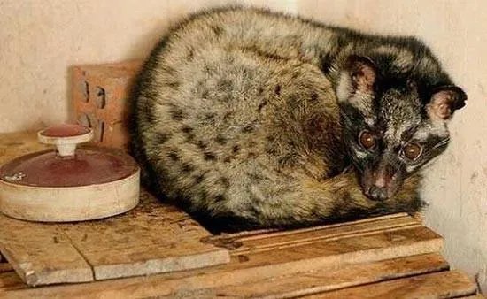 什么是印尼猫尿速溶咖啡?