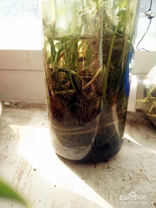 花卉种植技术教程