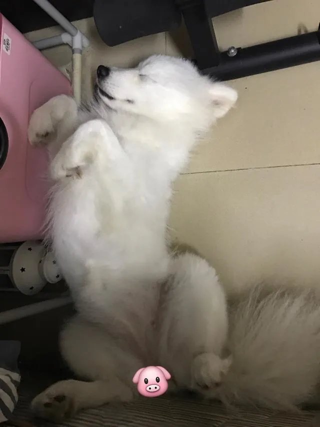 萨摩耶太蠢了