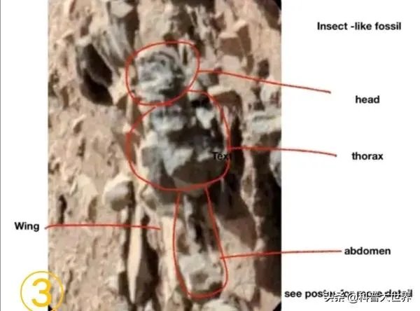 昆虫学家声称在火星上有重大发现,其理由是否充分?