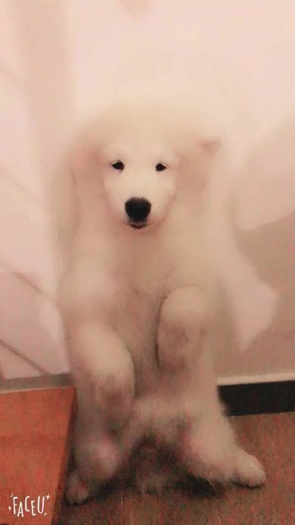 萨摩耶太蠢了