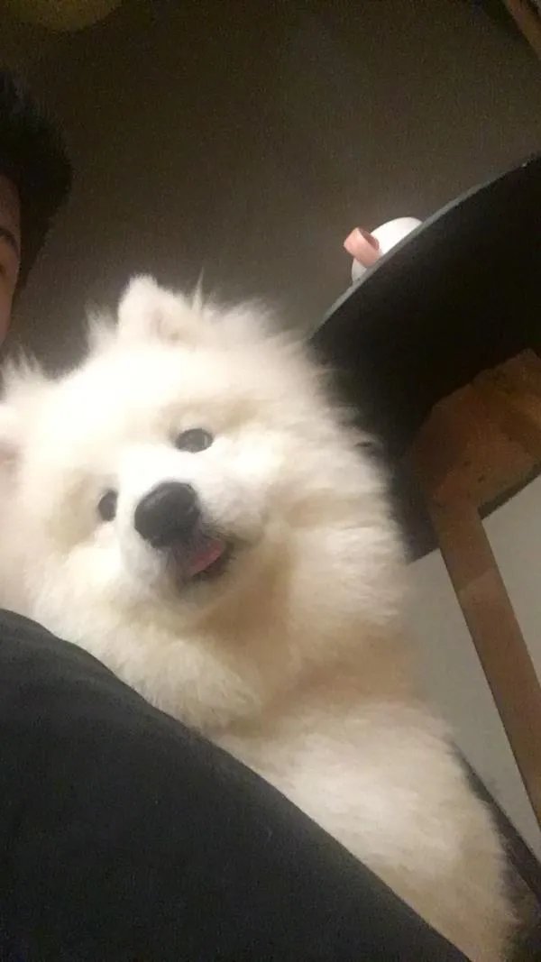 萨摩耶太蠢了