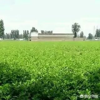 种药材真的能赚钱吗
