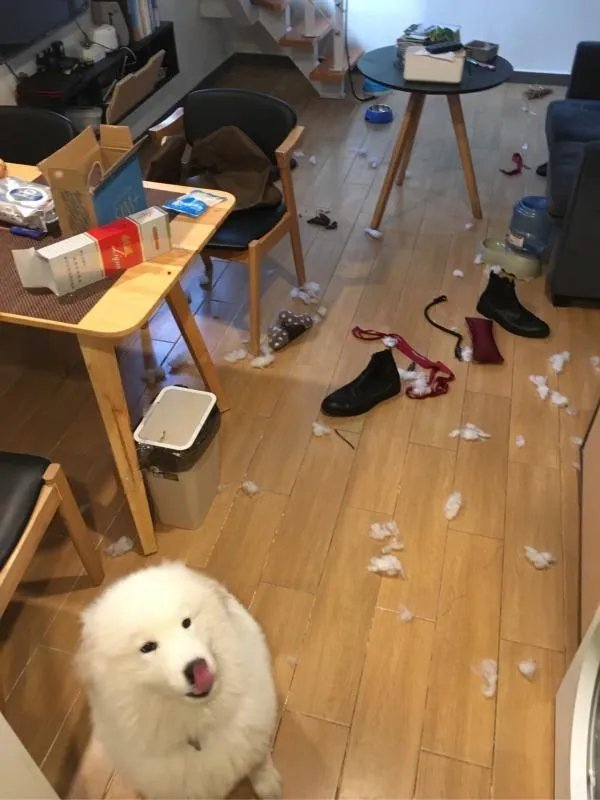 萨摩耶太蠢了