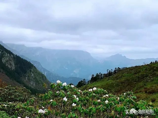杜鹃是大叶还是小叶