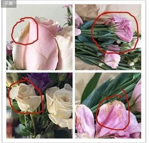 高圆圆投资涉欺诈,老公赵又廷为什么不帮她?