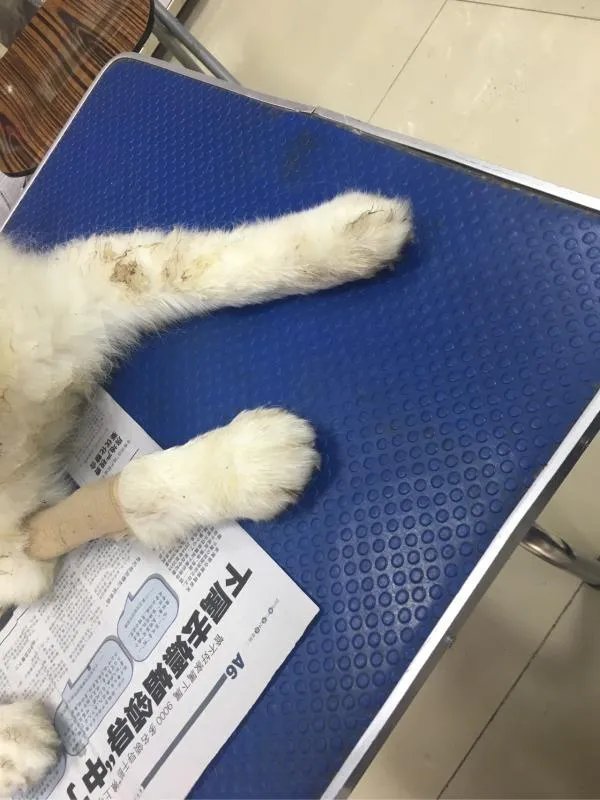 萨摩耶太蠢了