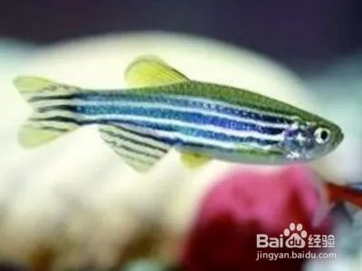 斑马鱼繁殖视频教程？