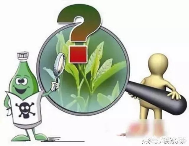 喝茶要先洗茶吗?茶叶中有没有农药的残留?