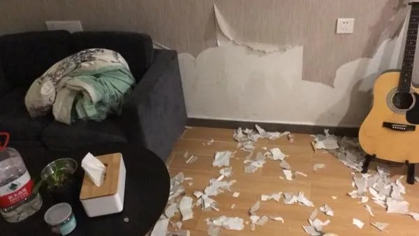 萨摩耶太蠢了