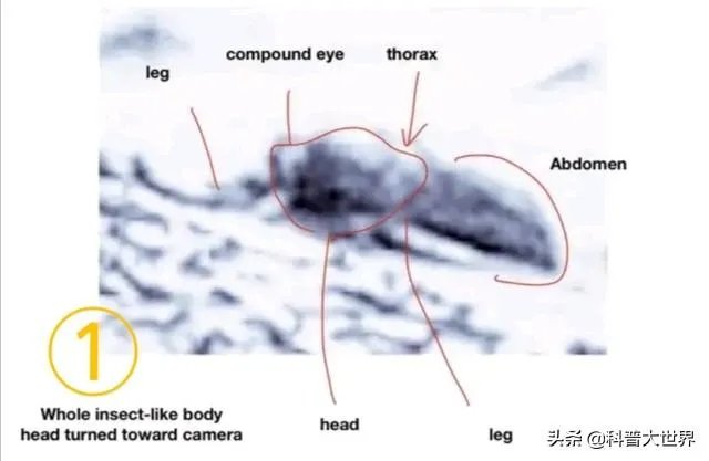 昆虫学家声称在火星上有重大发现,其理由是否充分?