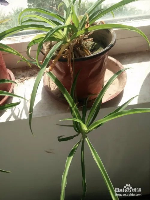 花卉种植技术教程