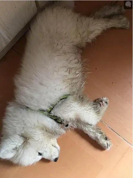 萨摩耶太蠢了