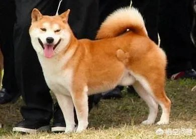 秋田犬价格为什么那么昂贵?