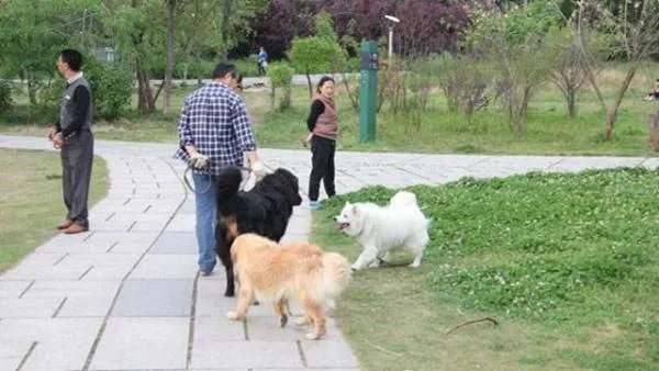 为什么很多人喜欢养宠物?