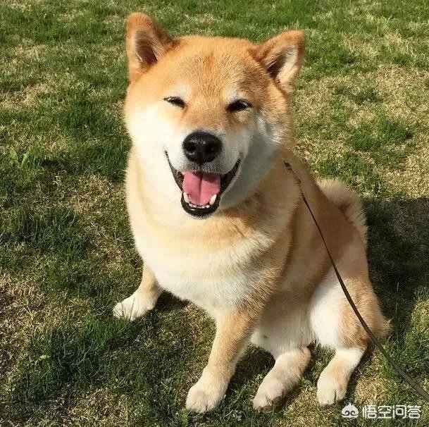 秋田犬价格为什么那么昂贵?