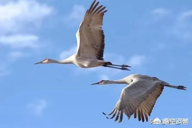 同在一个星球生存,史前动物的体型为什么都很巨大?例如:恐龙?