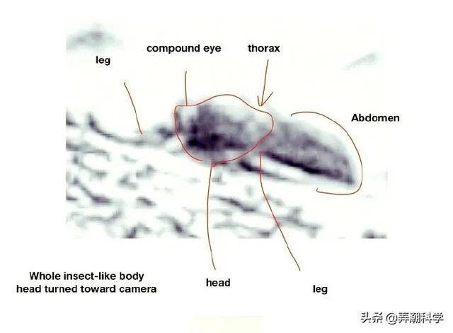 昆虫学家声称在火星上有重大发现,其理由是否充分?