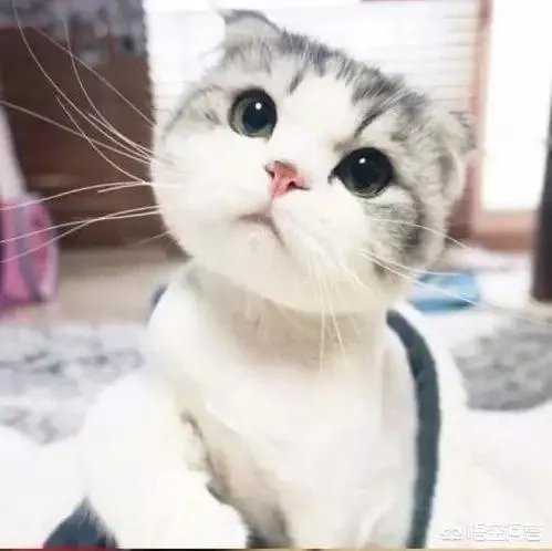 当老板的朋友侮辱你时,你会怎么办?