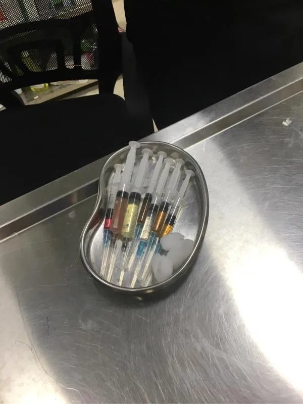 萨摩耶太蠢了